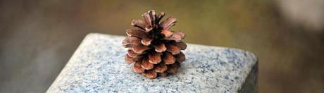 Lancement de Mnemographie ! pine-cone