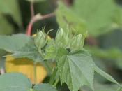 plantes aiment chaleur