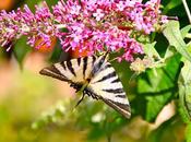 délice papillons✿