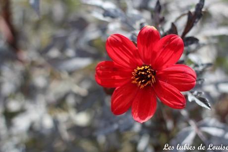 2016-08-25- Centaurée fleurie- les lubies de louise-36