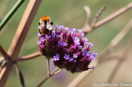 2016-08-25- Centaurée fleurie- les lubies de louise-37