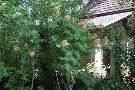 3 hydrangea quercifolia veneux 20 août 2016 010.jpg