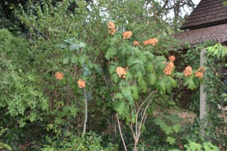 5 hydrangea quercifolia veneux 4 sept 2016 007.jpg