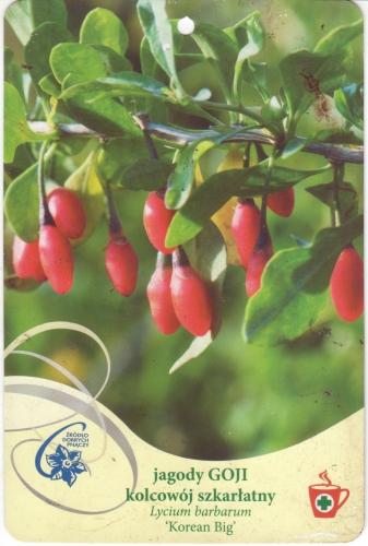 lycium korean 1 001.jpg