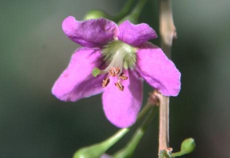 5 lycium korean big veneux 7 sept 2016 012.jpg