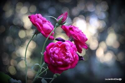 Le jardin de Tiziana ...