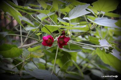 Le jardin de Tiziana ...