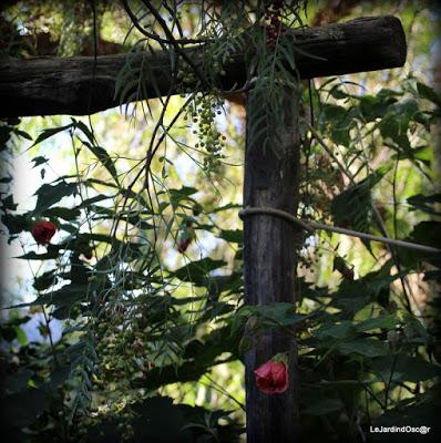 Le jardin de Tiziana ...