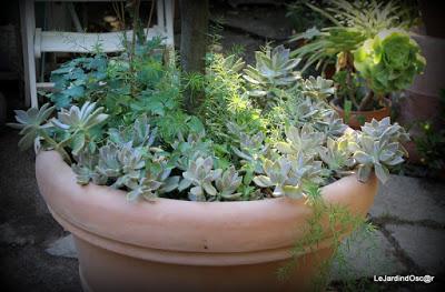 Le jardin de Tiziana ...