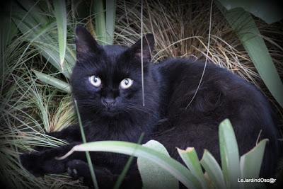 Le jardin de Tiziana ...