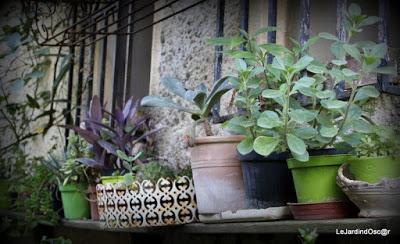 Le jardin de Tiziana ...