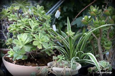 Le jardin de Tiziana ...