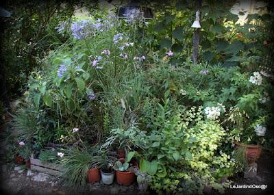 Le jardin de Tiziana ...