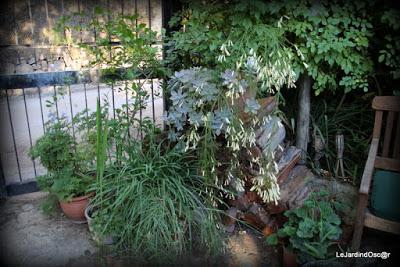 Le jardin de Tiziana ...