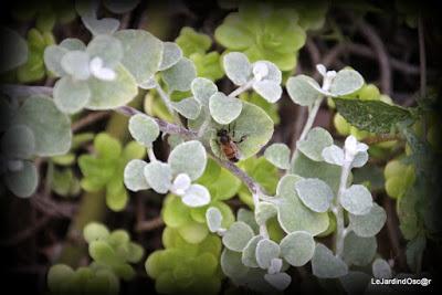 Le jardin de Tiziana ...