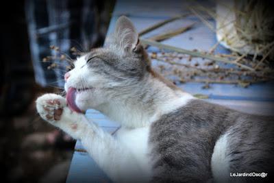 Le jardin de Tiziana ...