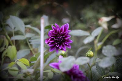 Le jardin de Tiziana ...