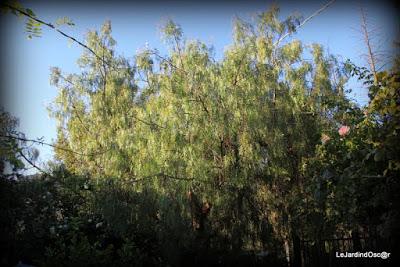 Le jardin de Tiziana ...