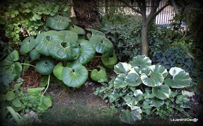 Le jardin de Tiziana ...