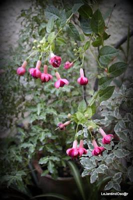 Le jardin de Tiziana ...