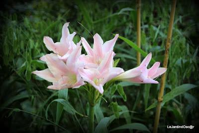 Le jardin de Tiziana ...