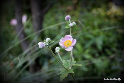 Le jardin de Tiziana ...