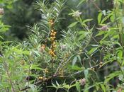 Hippophae rhamnoides 'Sandora'