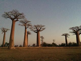 Chapitre 5 où le vazaha reprend la lumière