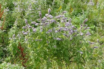 Fleurs, champignons et baies entre l´Ehrwalder Alm et la Coburger Hütte