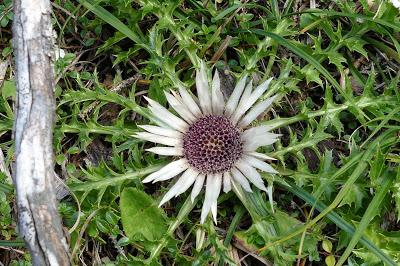 Fleurs, champignons et baies entre l´Ehrwalder Alm et la Coburger Hütte