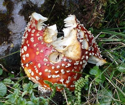 Fleurs, champignons et baies entre l´Ehrwalder Alm et la Coburger Hütte