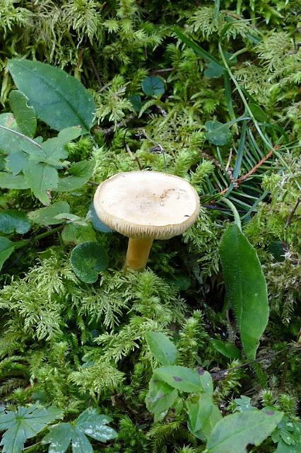 Fleurs, champignons et baies entre l´Ehrwalder Alm et la Coburger Hütte