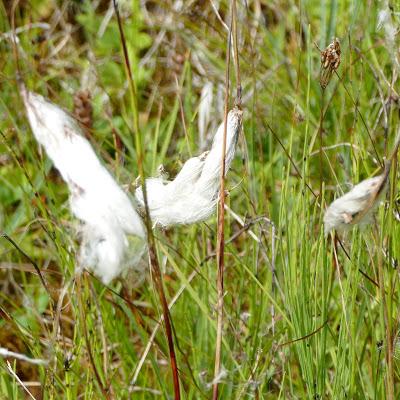 Fleurs, champignons et baies entre l´Ehrwalder Alm et la Coburger Hütte