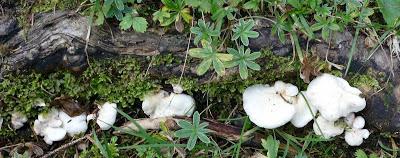 Fleurs, champignons et baies entre l´Ehrwalder Alm et la Coburger Hütte