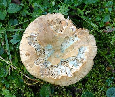 Fleurs, champignons et baies entre l´Ehrwalder Alm et la Coburger Hütte
