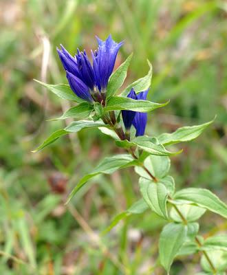 Fleurs, champignons et baies entre l´Ehrwalder Alm et la Coburger Hütte
