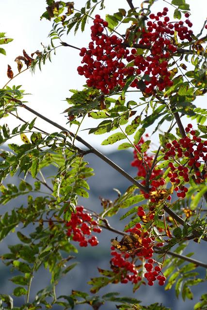 Fleurs, champignons et baies entre l´Ehrwalder Alm et la Coburger Hütte