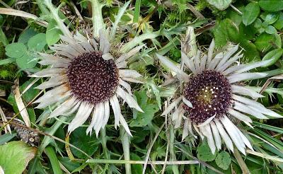 Fleurs, champignons et baies entre l´Ehrwalder Alm et la Coburger Hütte