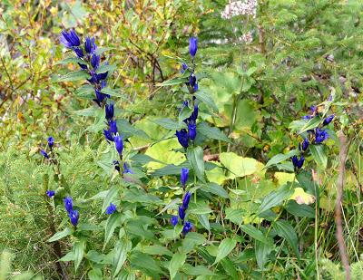 Fleurs, champignons et baies entre l´Ehrwalder Alm et la Coburger Hütte