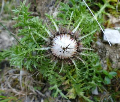 Fleurs, champignons et baies entre l´Ehrwalder Alm et la Coburger Hütte