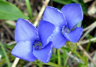 Fleurs, champignons et baies entre l´Ehrwalder Alm et la Coburger Hütte