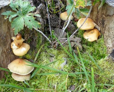 Fleurs, champignons et baies entre l´Ehrwalder Alm et la Coburger Hütte