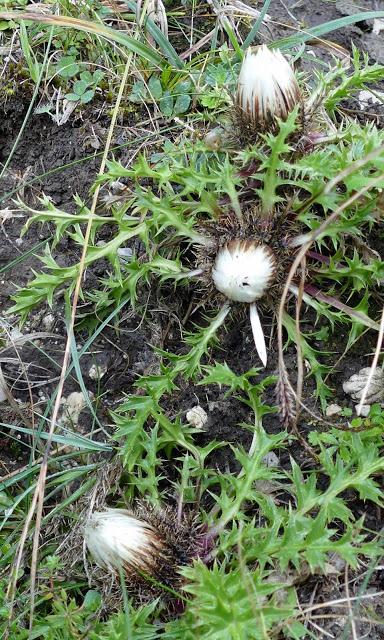 Fleurs, champignons et baies entre l´Ehrwalder Alm et la Coburger Hütte
