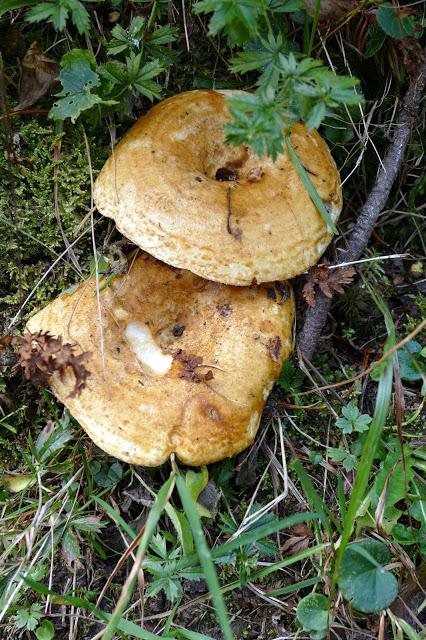Fleurs, champignons et baies entre l´Ehrwalder Alm et la Coburger Hütte