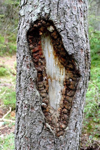 Fleurs, champignons et baies entre l´Ehrwalder Alm et la Coburger Hütte