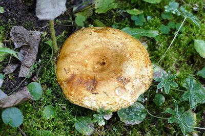 Fleurs, champignons et baies entre l´Ehrwalder Alm et la Coburger Hütte