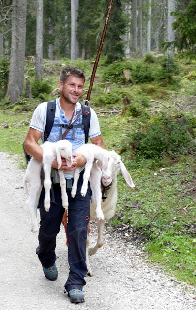 Ehrwalder Alm: deux naissances de moutons bergamasques sur l´alpage