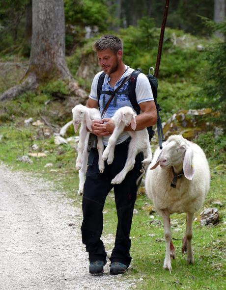 Ehrwalder Alm: deux naissances de moutons bergamasques sur l´alpage