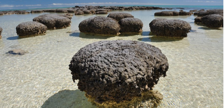 La roche qui ferait remonter la vie à 3,7 milliards d’années L'étude repose sur l'analyse de stromatolites, des formations calcaires qui se développent en milieu aquatique peu profond. © DR