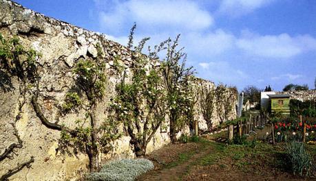 Les murs à pêches à Montreuil : 35 hectares de nature à protéger
